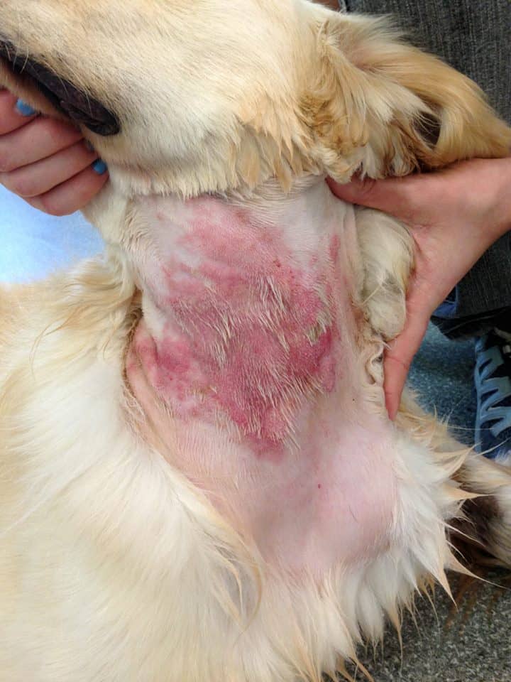 An image showing a dogs rash in the neck