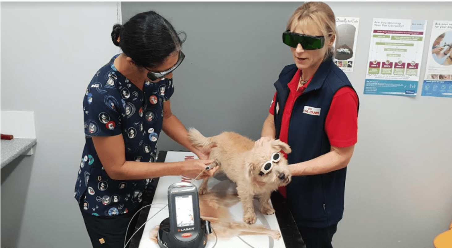 A dog taken to laser therapy