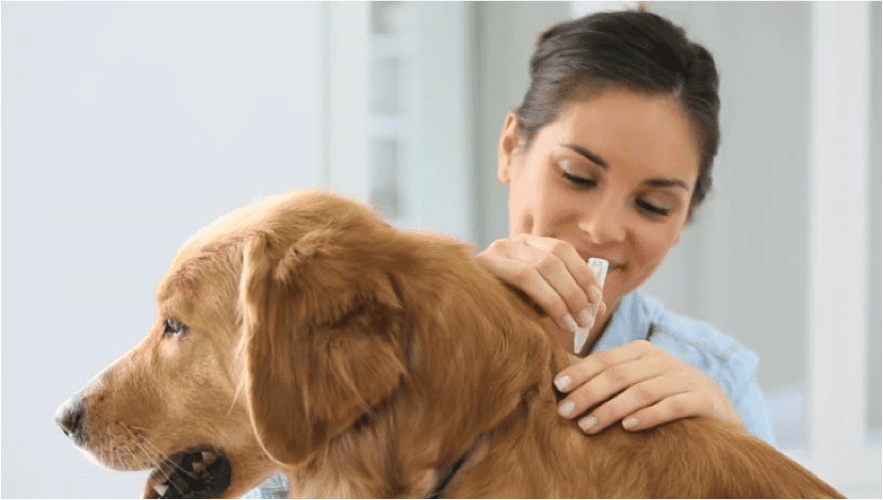 A veterinarian checking up a dog fleas