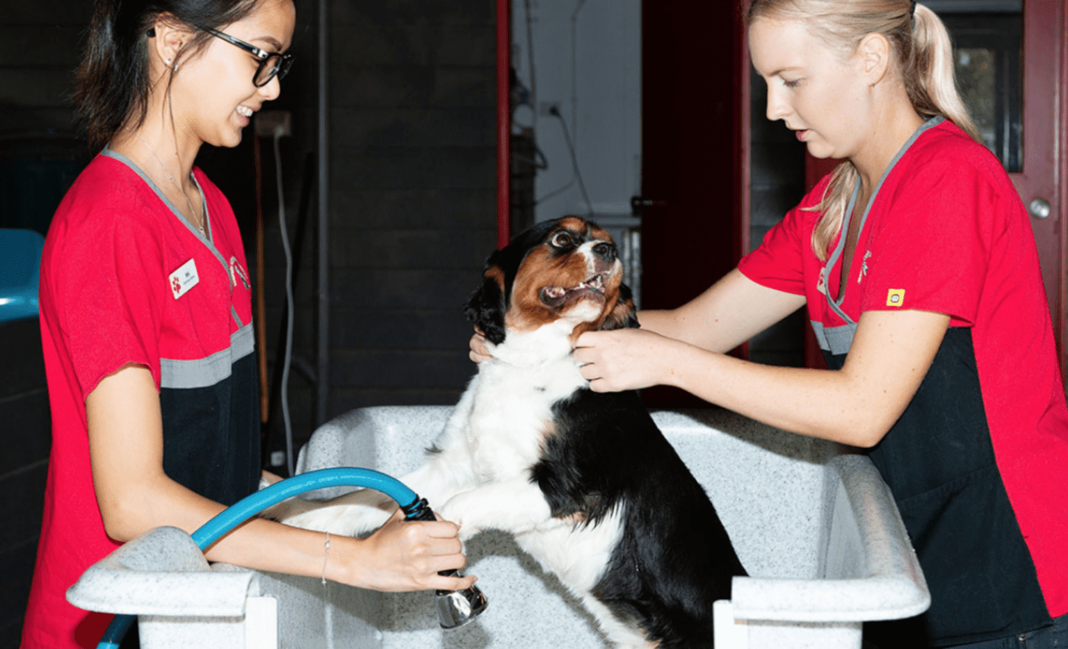 Two veterinarians giving a dog a bath