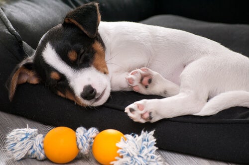 A dog resting while looking at a chew toy
