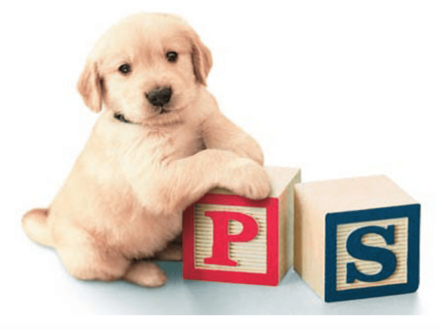 A puppy playing with letter boxes
