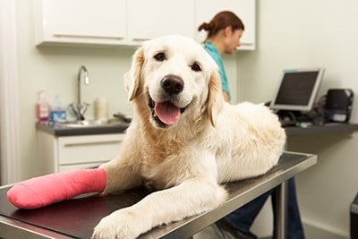 What-to-do-with-Injured-Pets