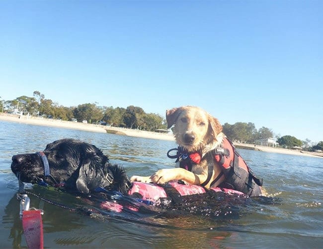 Black labrador carrying a brown puppy on the water