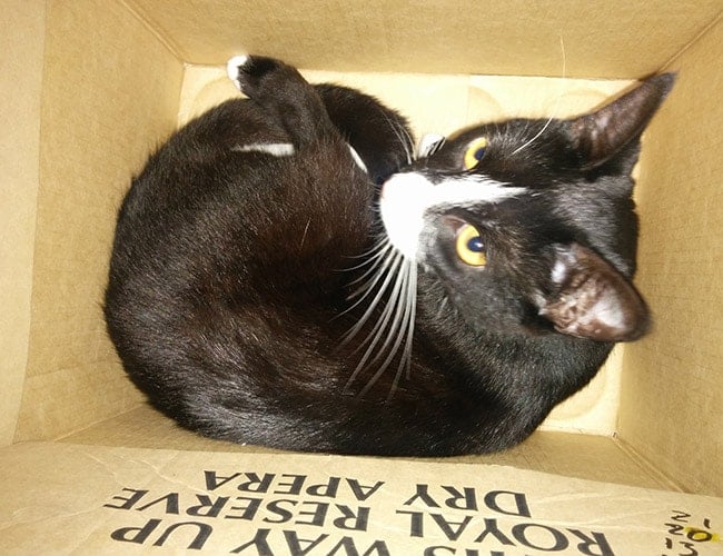 The black cat in a box named Bastet