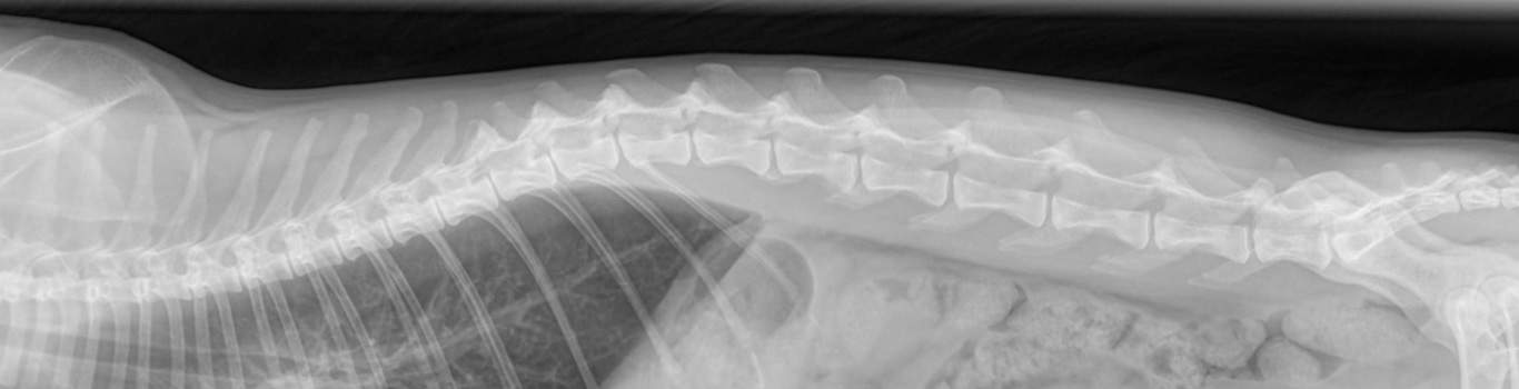 An animal's bone x-ray