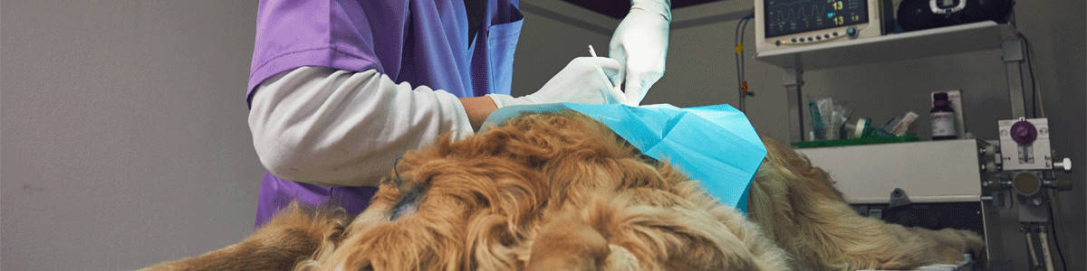 vet surgery - dog having surgery