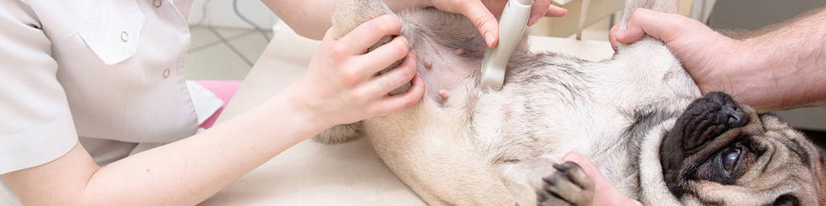 dog having an ultrasound