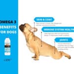 omega 3 benefits for dogs