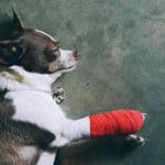 Dog-Calm-After-Surgery
